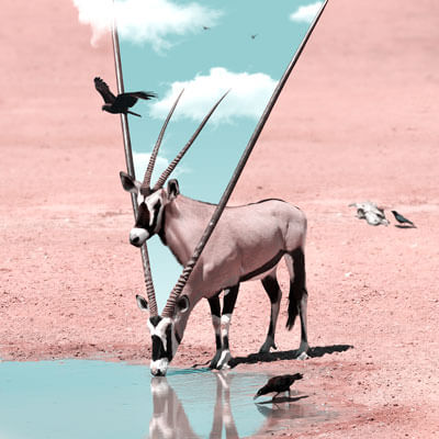 Large Oryx African Animal Wildlife Surreal Photography by Julien Tabet