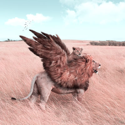 Large Surreal Lion Wings African Animal Wildlife Surreal Photography by Julien Tabet