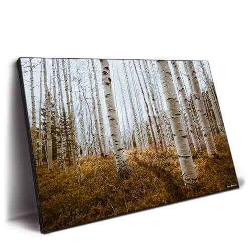 Aspen Grove Wall Art by Jared Q. Gunderson