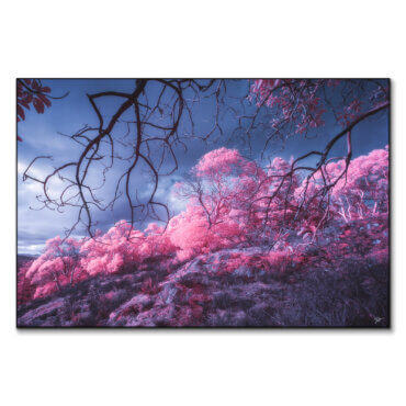 New Nature Art Prints by Zach Doehler - Image #1