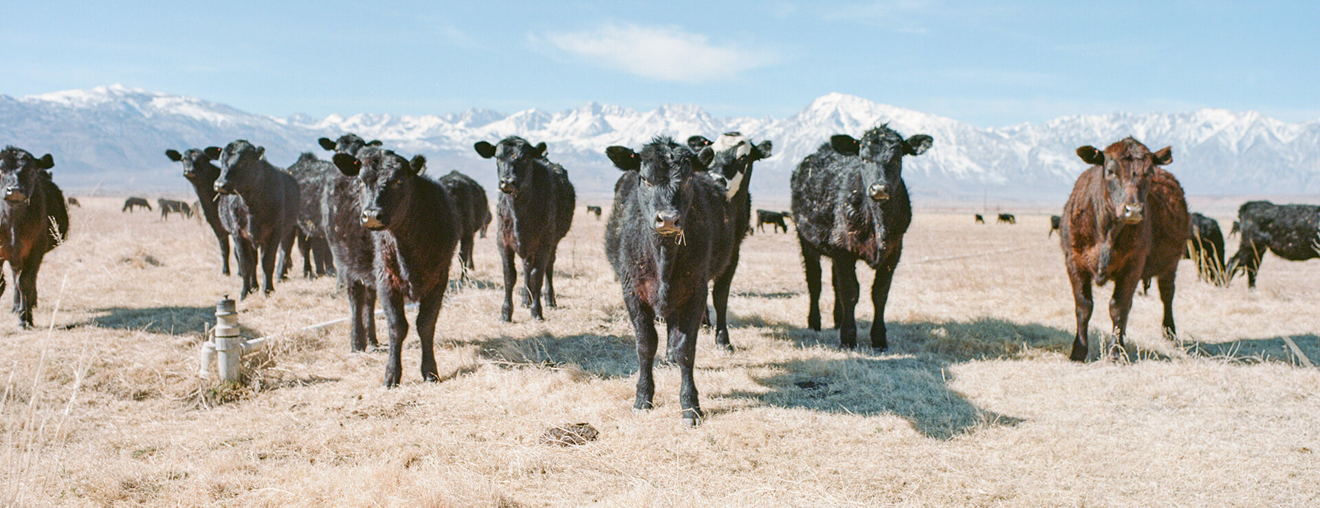 Nicholas Dantzer Artwork - Large