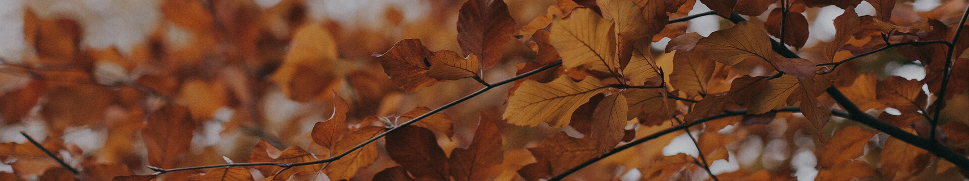 Fall artwork of zoomed in nature photo showing orange and brown leaves on oak tree branch