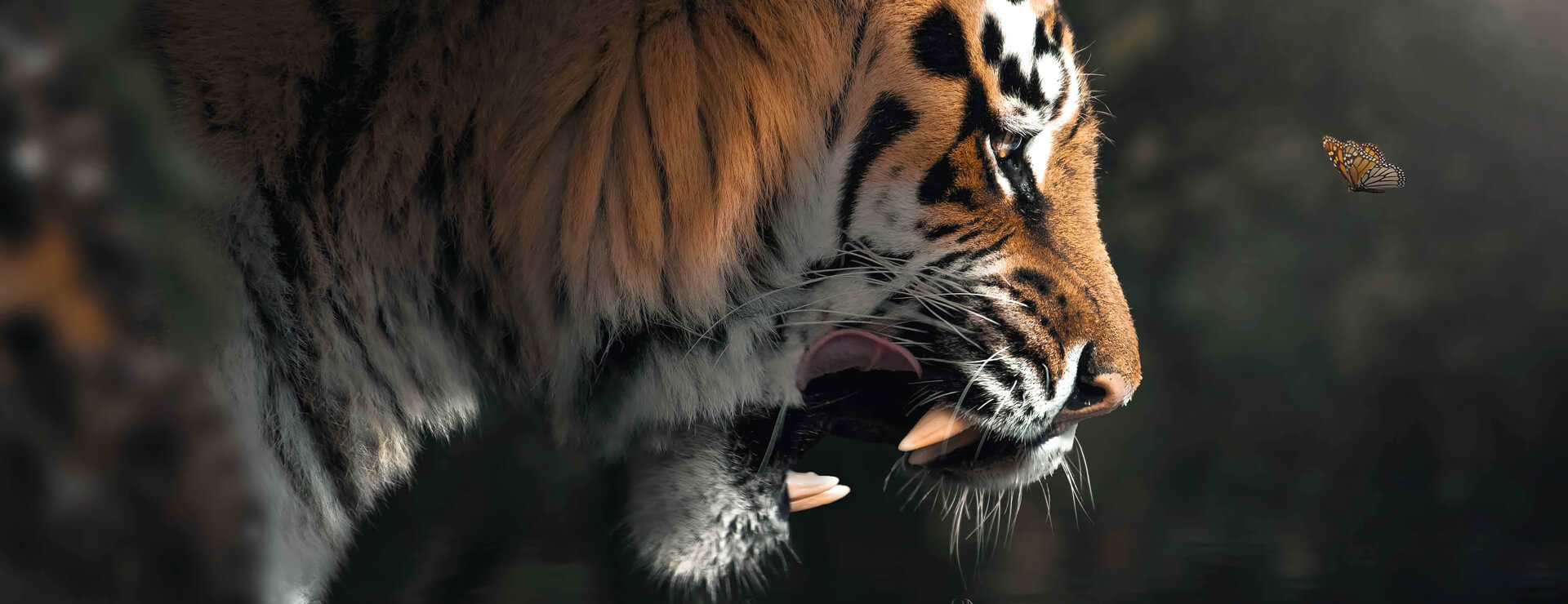 Zenja Gammer Artwork - Large