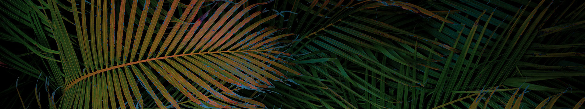 Palm