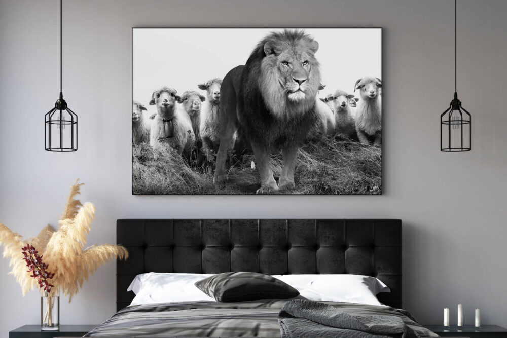 Extra large horizontal black and white photo of lion standing in front of flock of sheep hangs on white wall in modern black and white bedroom.