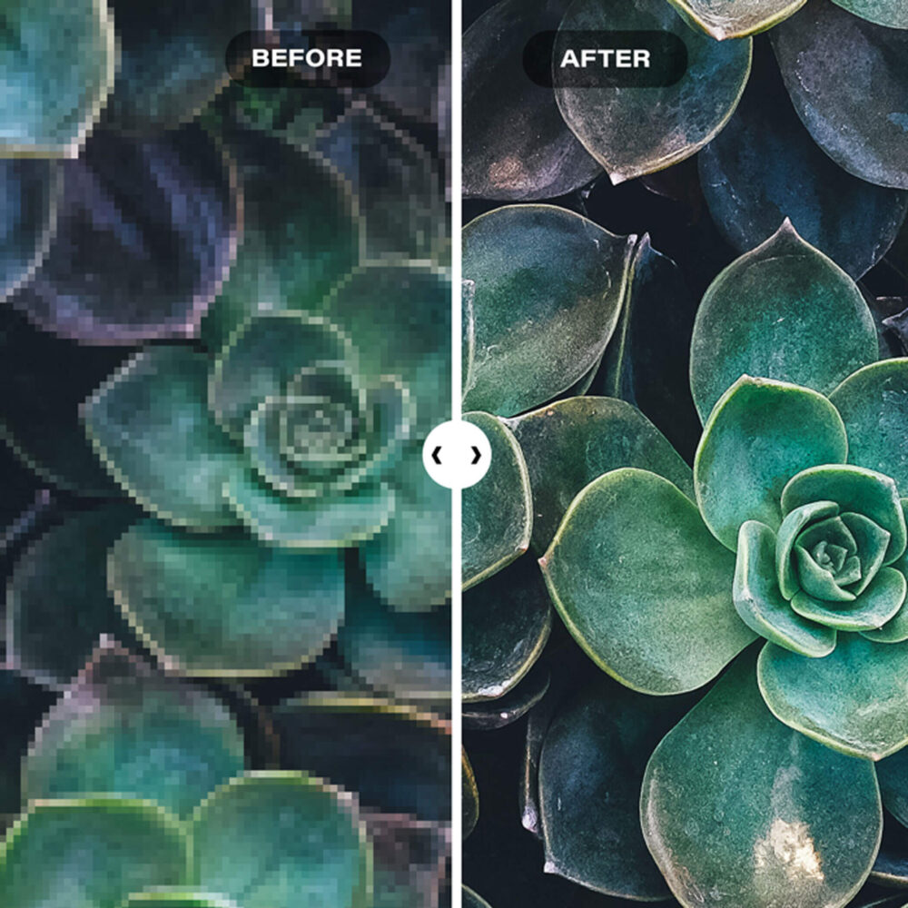Split screen left half showing blurry close up photo of succulents as "before" and right half showing clear close up photo of succlents as "after" demonstrating the power of AI editing.