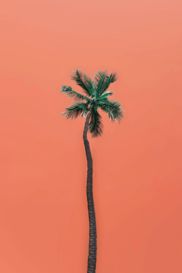 Palm Tree