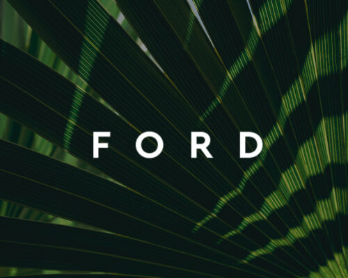 Close up photo of shadows across palm tree fronds with Nick Ford Signature in White