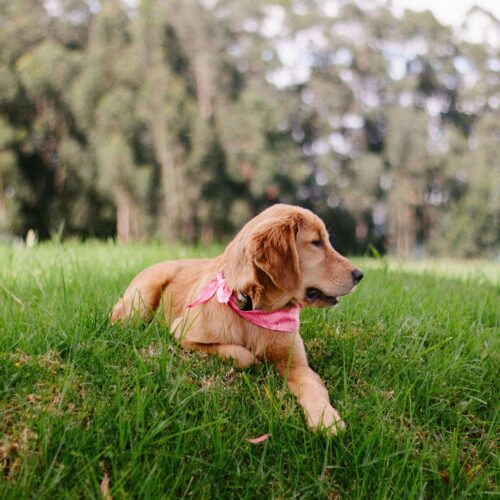 Your memories, always.