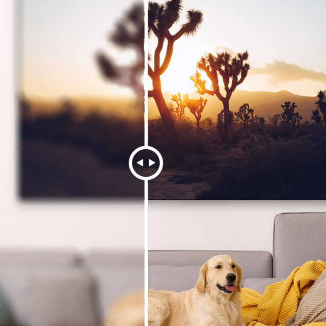 Large Nature photography wall art in modern room hangs above a grey couch which seats a golden retriever