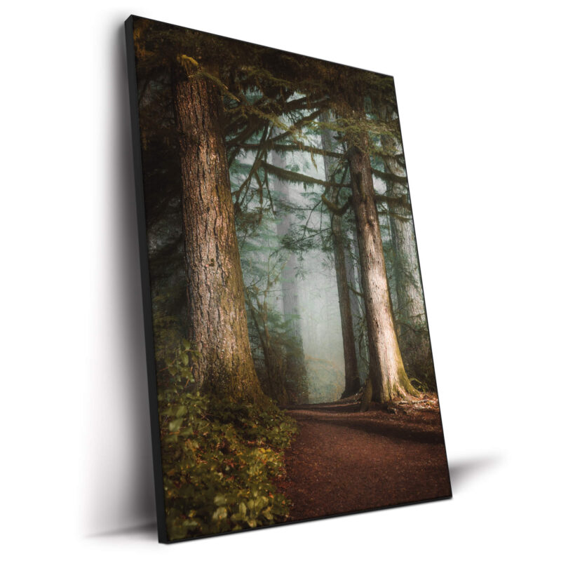 Walk in the Woods Brown Wall Decor by Paige Tingey