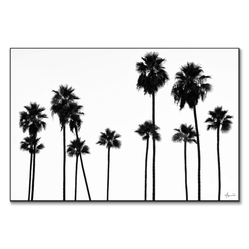 Palm Trees LA Black and White Wall Art by Philippe HUGONNARD