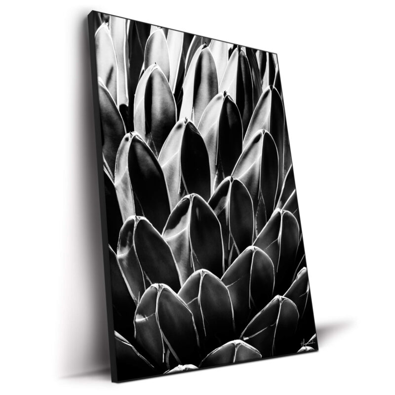 Queen Victoria Agave Black and White Wall Decor by Philippe HUGONNARD