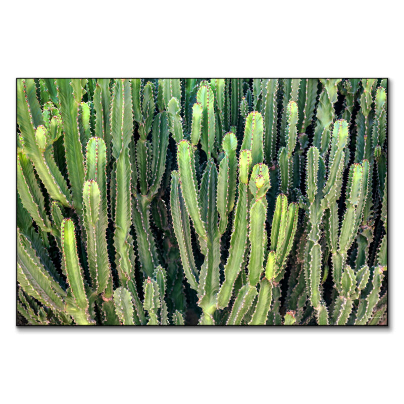 Cactus Wall Green Wall Art by Philippe HUGONNARD