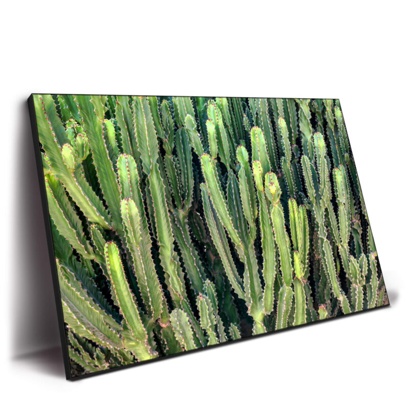 Cactus Wall Green Wall Decor by Philippe HUGONNARD