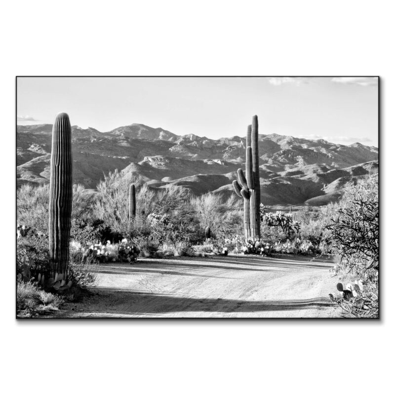 Cactus on the Way Black and White Wall Art by Philippe HUGONNARD
