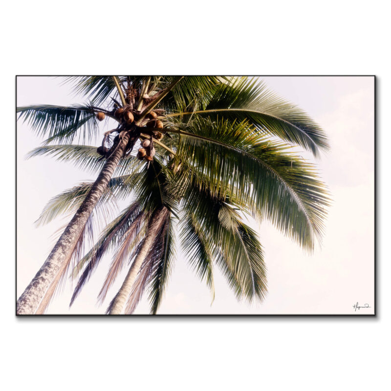 Tropical Palm Trees Wall Art by Philippe HUGONNARD