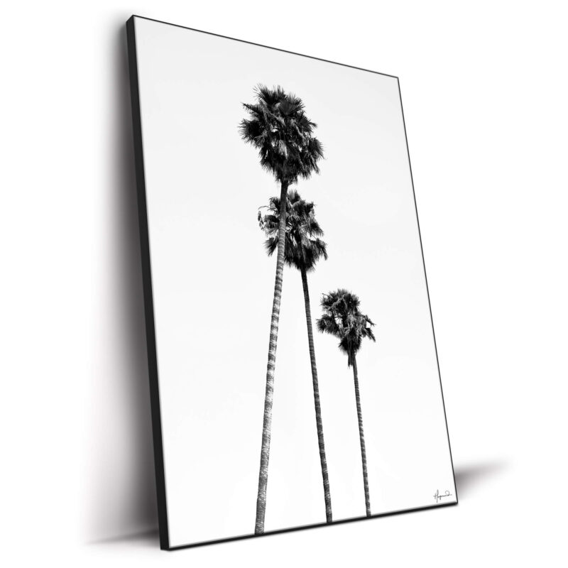 SoCal Palm Trees Black and White Wall Decor by Philippe HUGONNARD