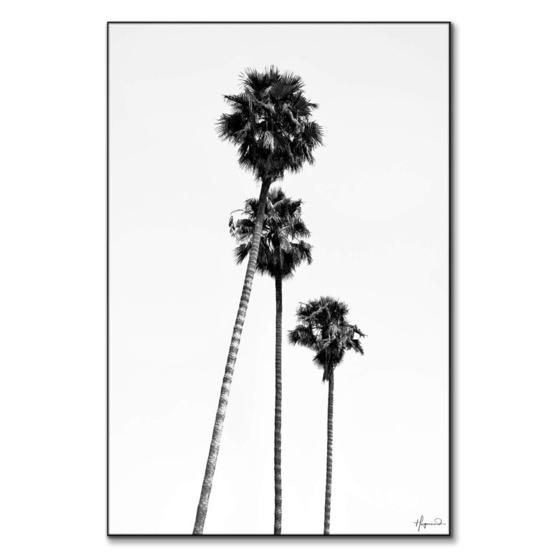 SoCal Palm Trees Black and White Wall Art by Philippe HUGONNARD