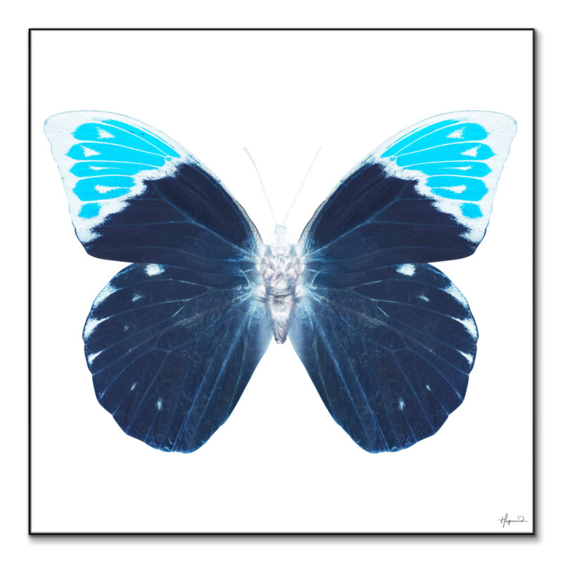 Miss Butterfly Hebomoia Blue Wall Art by Philippe HUGONNARD