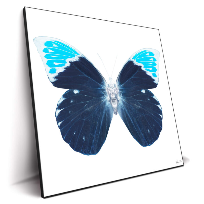 Miss Butterfly Hebomoia Blue Wall Decor by Philippe HUGONNARD