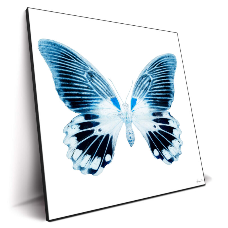 Miss Butterfly Agenor Blue Wall Decor by Philippe HUGONNARD
