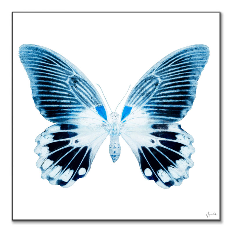Miss Butterfly Agenor Blue Wall Art by Philippe HUGONNARD