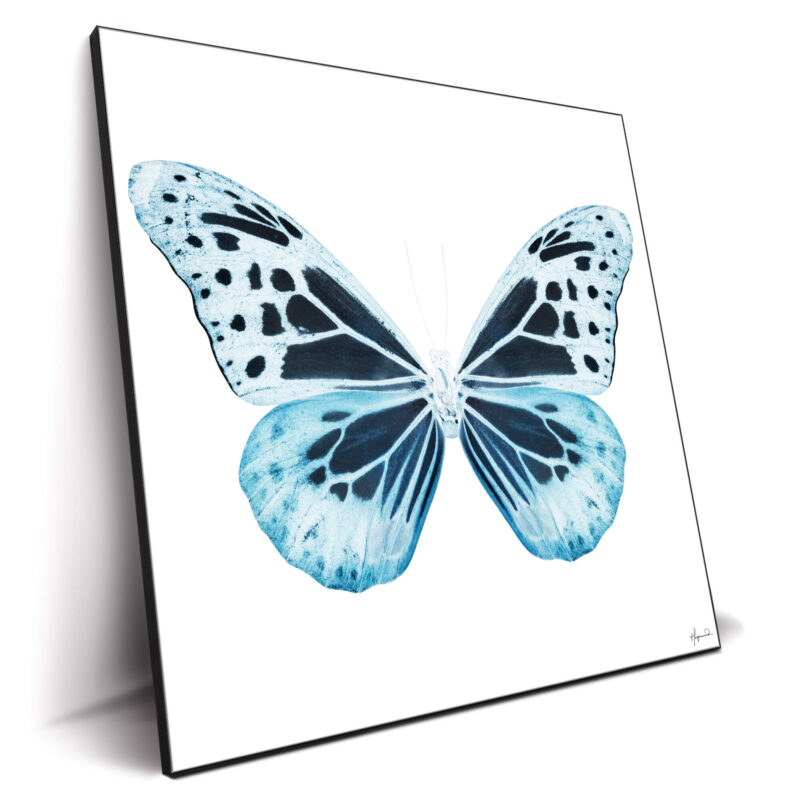 Miss Butterfly Melaneus Blue Wall Decor by Philippe HUGONNARD