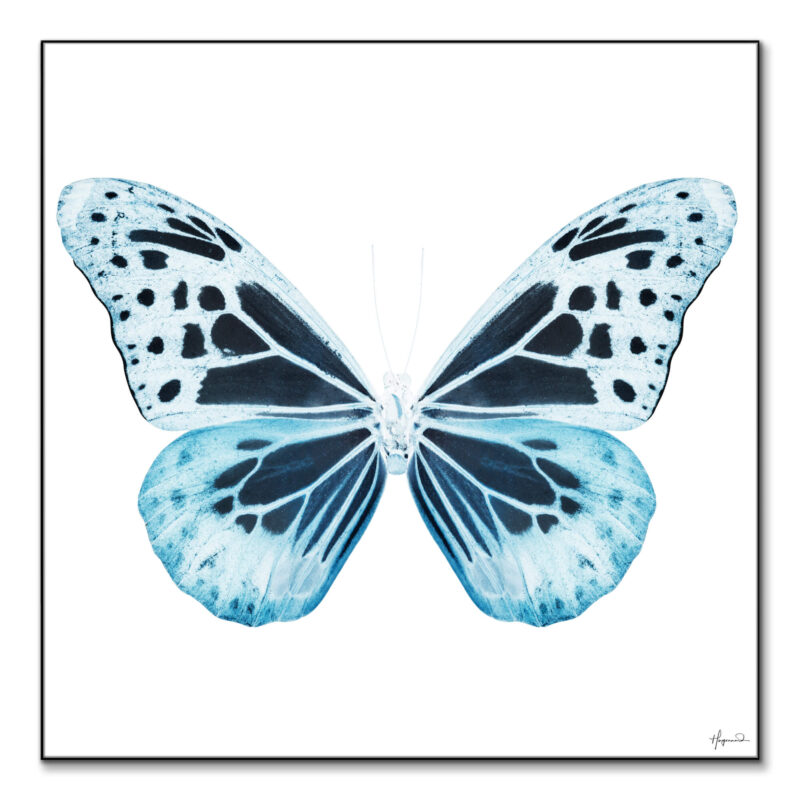 Miss Butterfly Melaneus Blue Wall Art by Philippe HUGONNARD
