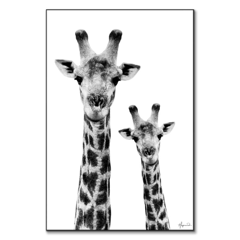 Giraffe and Baby White Edition Black and White Wall Art by Philippe HUGONNARD