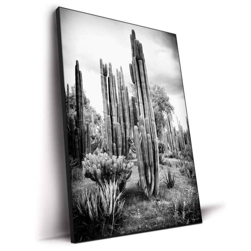 Mexican Cactus Black and White Wall Decor by Philippe HUGONNARD