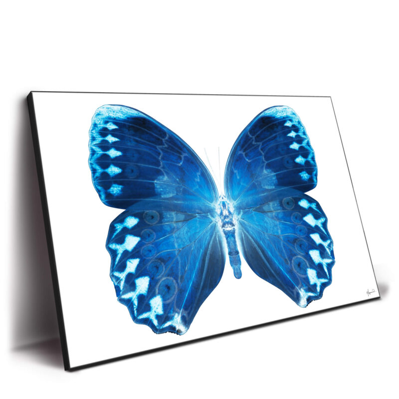 Miss Butterfly Formosana Blue Wall Decor by Philippe HUGONNARD