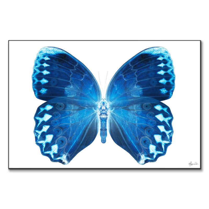 Miss Butterfly Formosana Blue Wall Art by Philippe HUGONNARD
