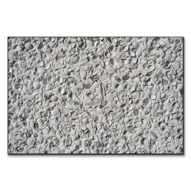 Out Of My Shell Neutral Wall Art by Nick Ford