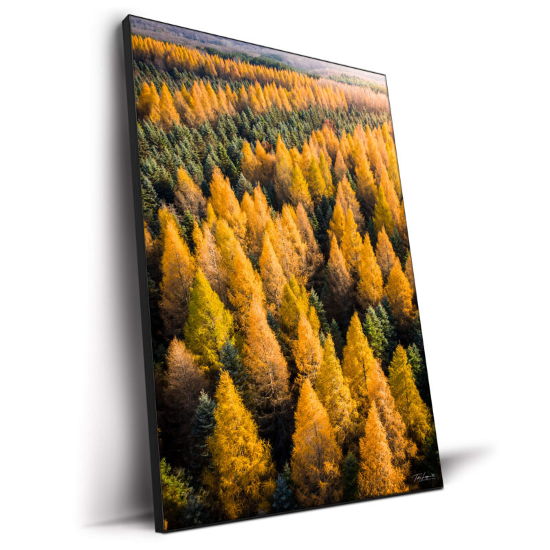 Tamaracks Vibrant Wall Decor by Michigan Sky Media