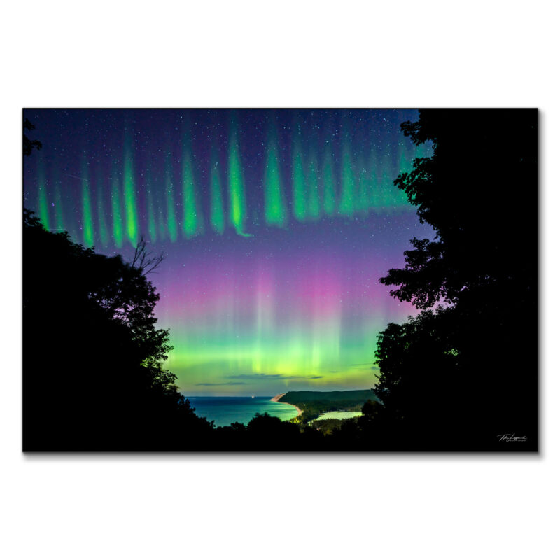 Awakening Bear Vibrant Wall Art by Michigan Sky Media