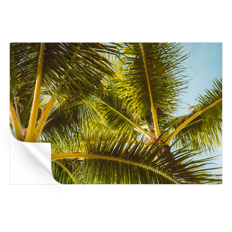 Hawaii Palm Green Wall Art by Jess Loiterton