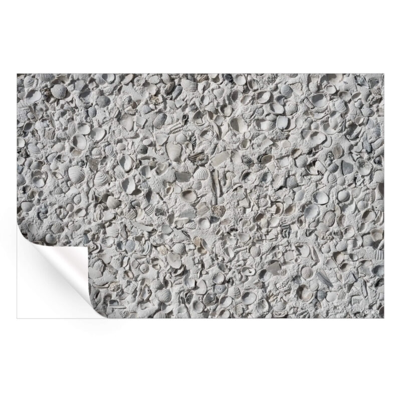 Out Of My Shell Neutral Wall Art by Nick Ford