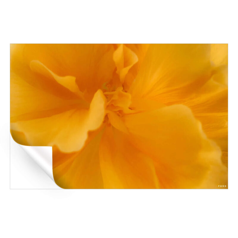 They Call Me Mellow Yellow Warm Wall Art by Nick Ford