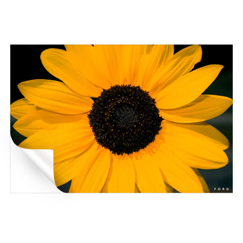 Sunflower Power Yellow Wall Art by Nick Ford