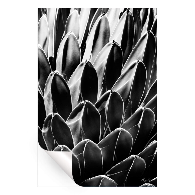Queen Victoria Agave Black and White Wall Art by Philippe HUGONNARD