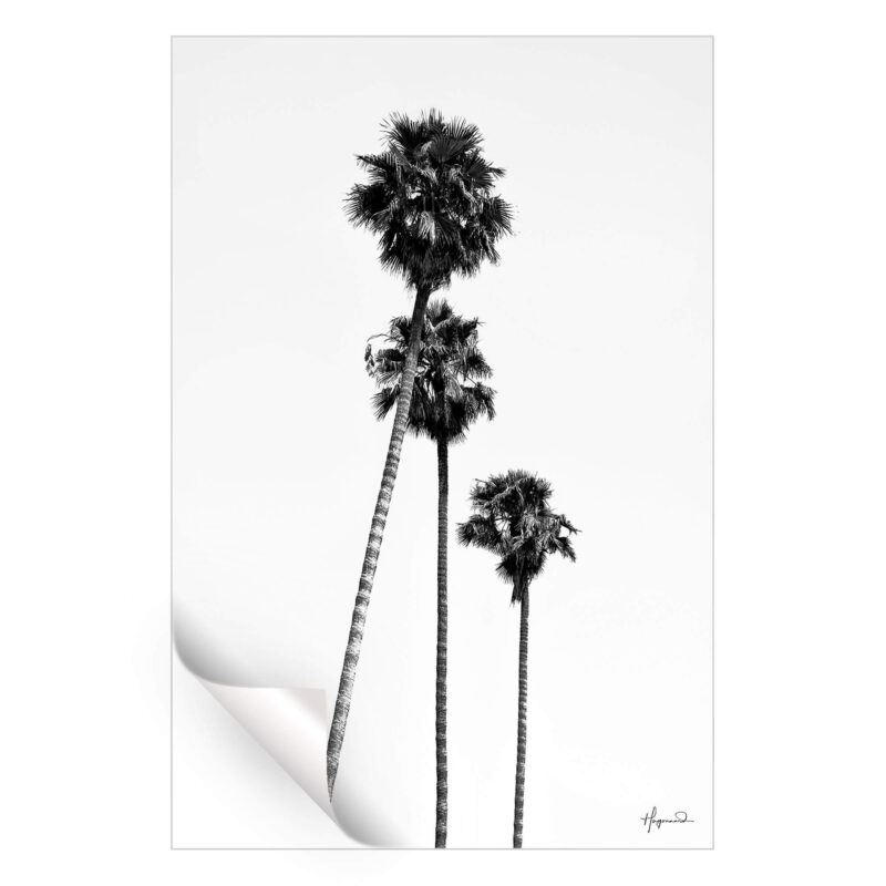 SoCal Palm Trees Black and White Wall Art by Philippe HUGONNARD