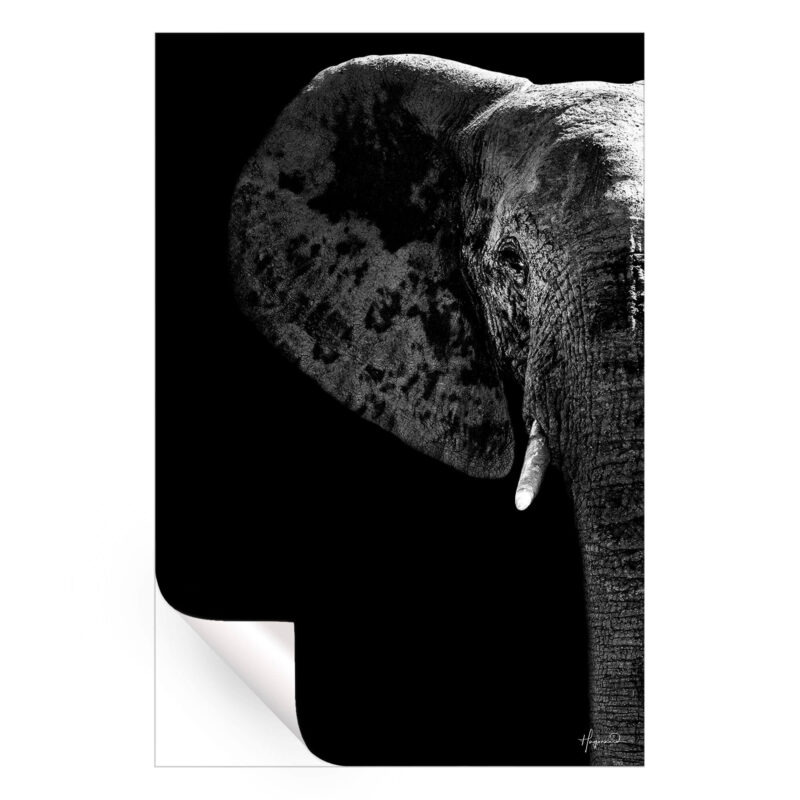 Elephant Black Edition Black and White Wall Art by Philippe HUGONNARD