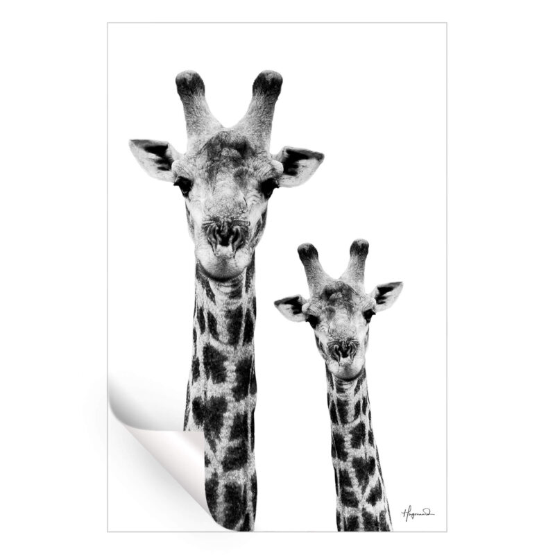 Giraffe and Baby White Edition Black and White Wall Art by Philippe HUGONNARD
