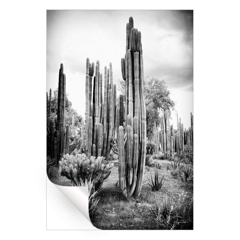 Mexican Cactus Black and White Wall Art by Philippe HUGONNARD