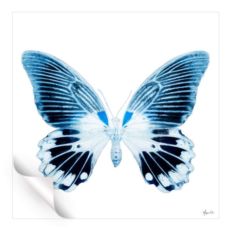 Miss Butterfly Agenor Blue Wall Art by Philippe HUGONNARD