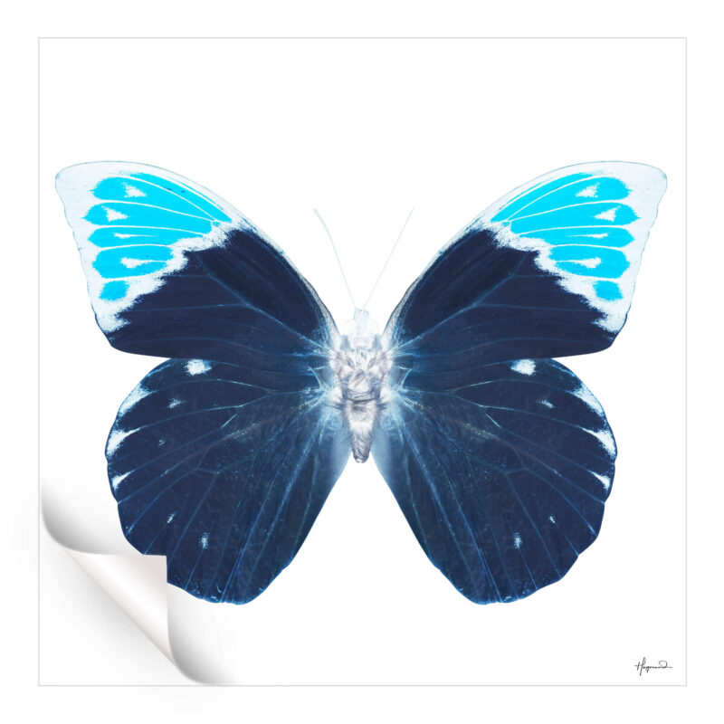 Miss Butterfly Hebomoia Blue Wall Art by Philippe HUGONNARD