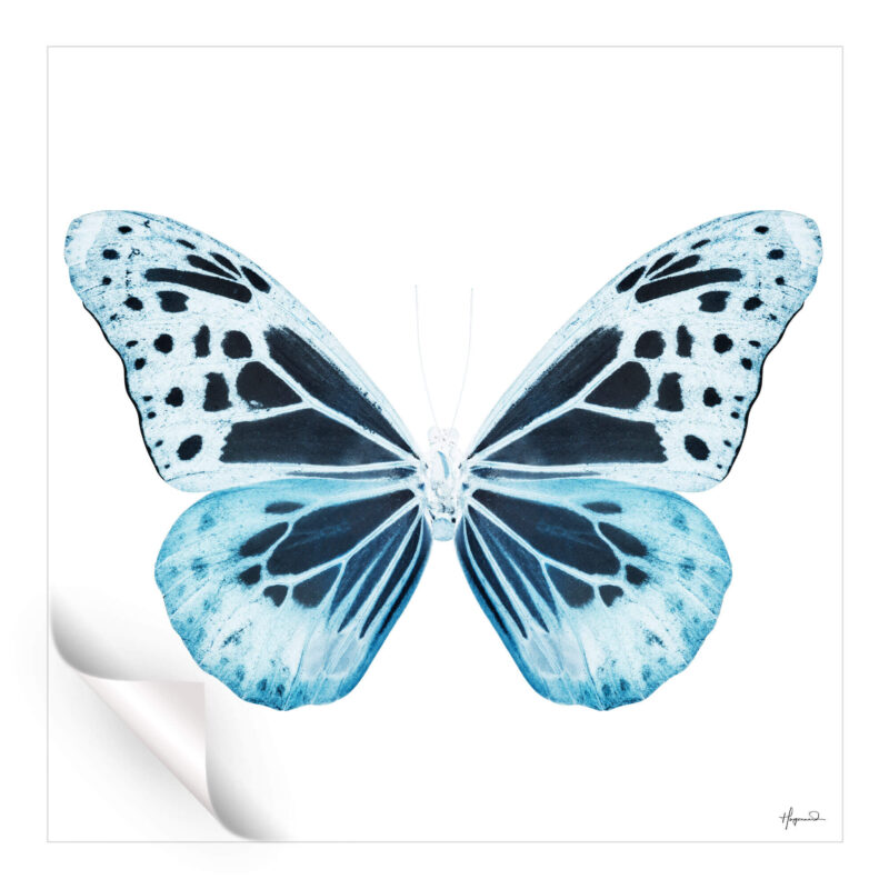 Miss Butterfly Melaneus Blue Wall Art by Philippe HUGONNARD