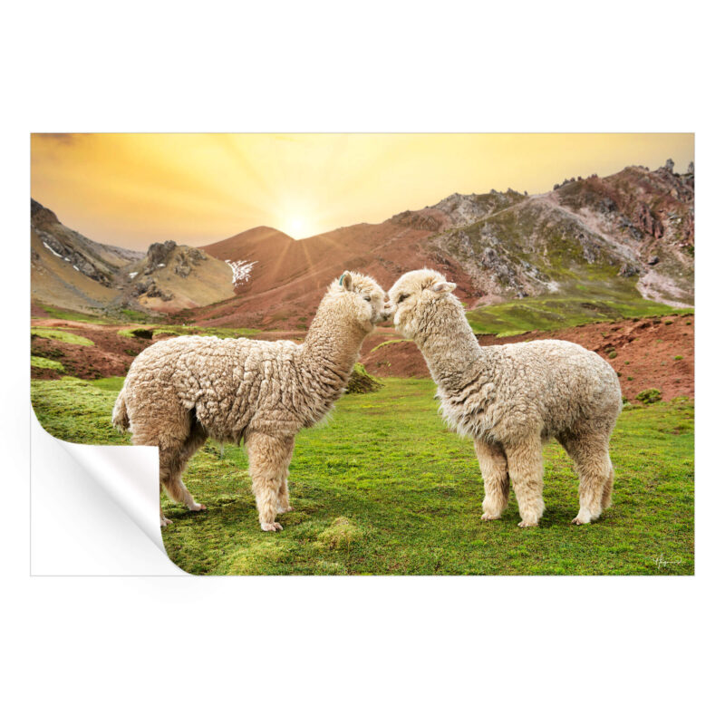 Alpaca Love Wall Art by Philippe HUGONNARD