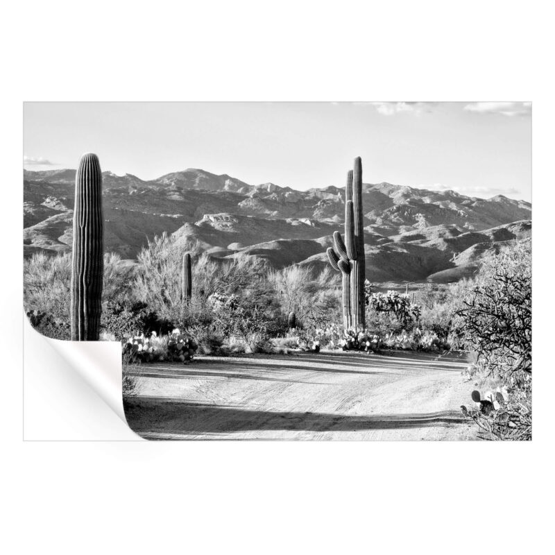 Cactus on the Way Black and White Wall Art by Philippe HUGONNARD
